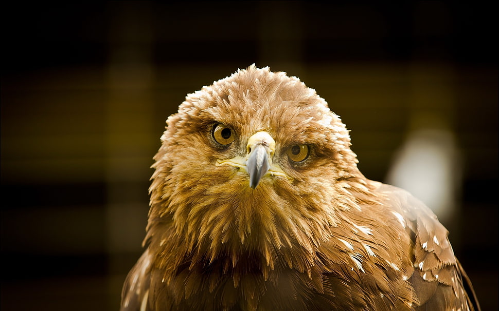 selective focus photography of brown eagle HD wallpaper